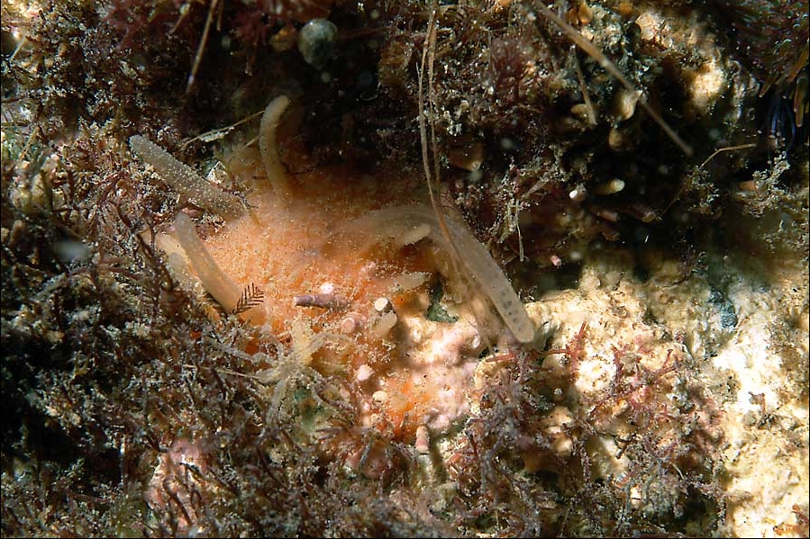 Distaplia cylindrica